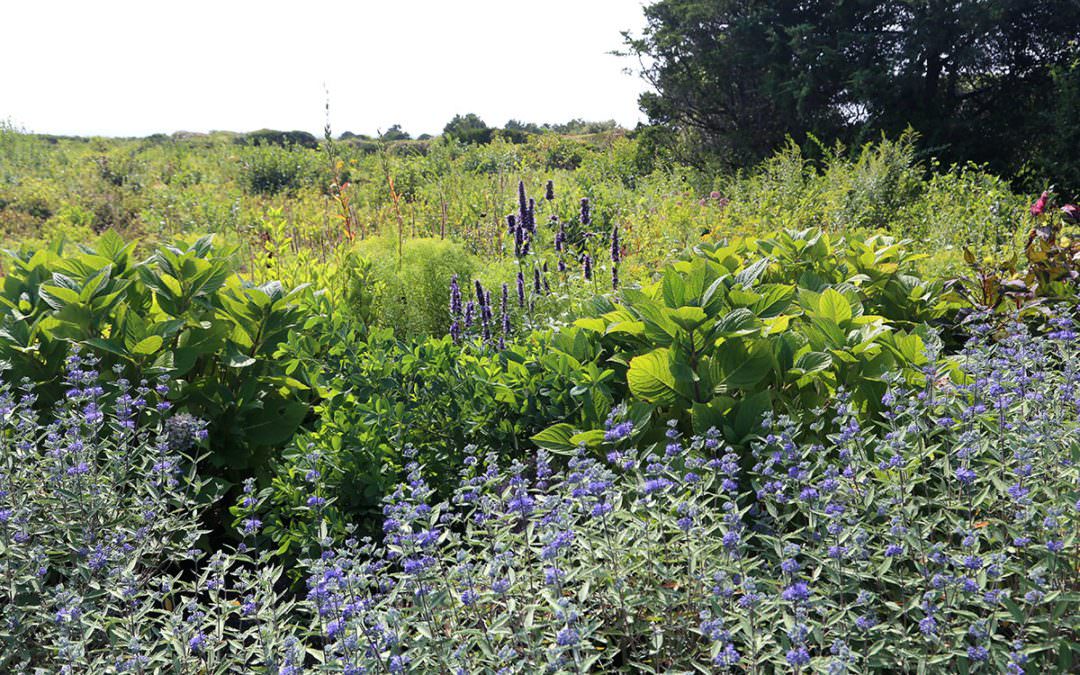 Salt-Tolerant Coastal Residential Garden