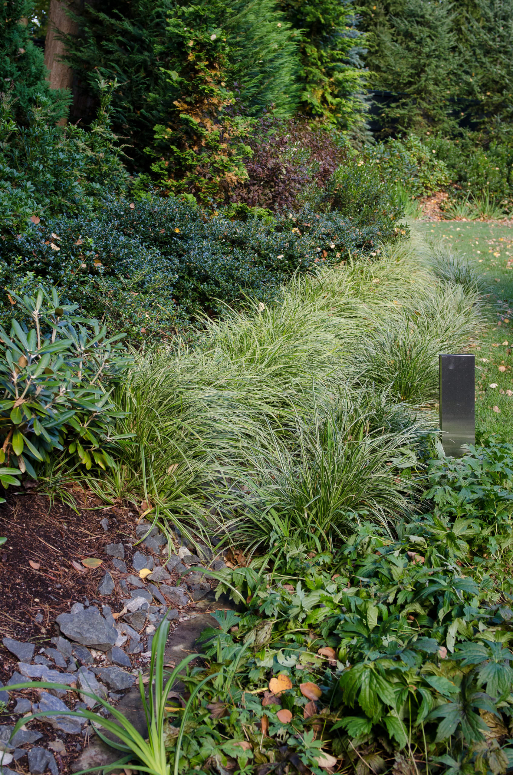 10Carex Icedance bioswale phytoremediation planting