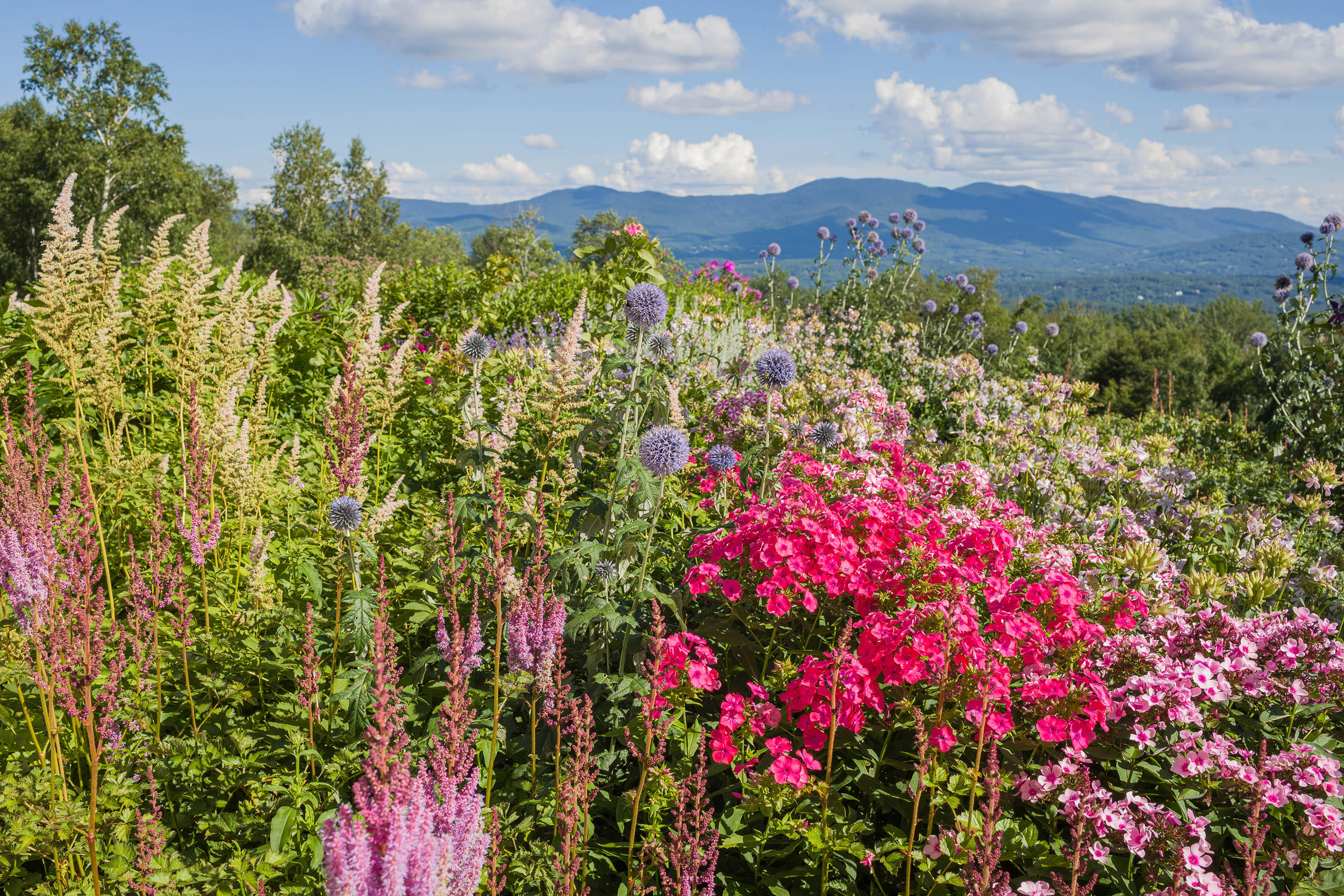 11StoweVermontMountainsHerbaceousPerennialGardenAugust Offshoots