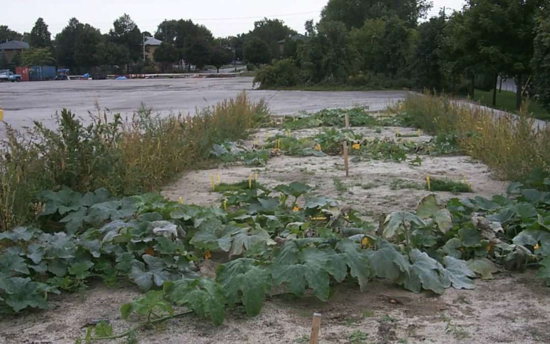 PHYTO RESEARCH CASE STUDY- Etobicoke Field Site