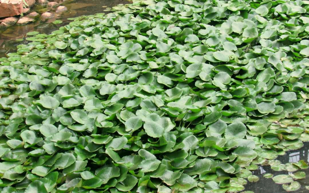 Testing Prolific Growth Aquatic Plants to Remediate Metal Pollutants