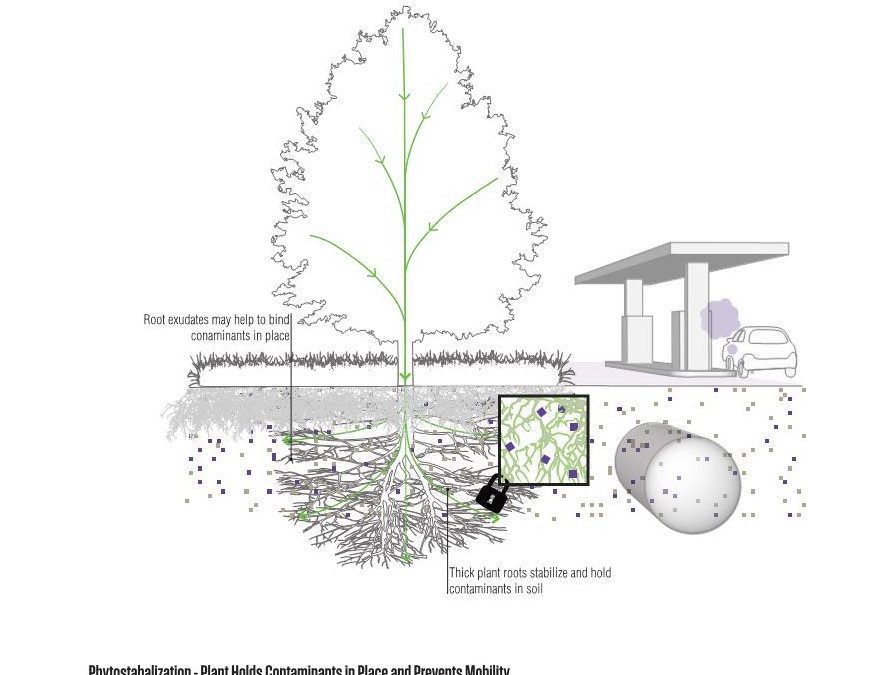 Can Lead in Soil be Remediated with Plants? Check out this radio interview.